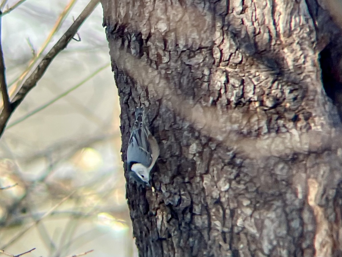 White-breasted Nuthatch - ML646973476