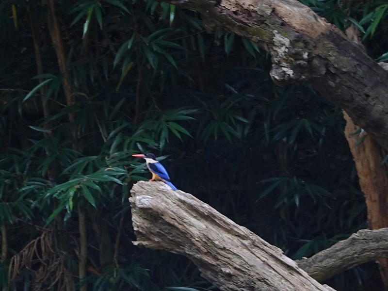 Black-capped Kingfisher - ML646973479