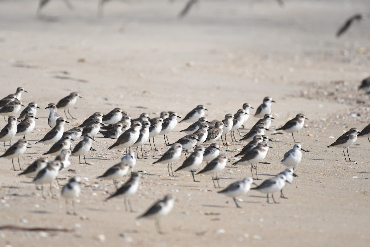 Tibetan Sand-Plover - ML646973482