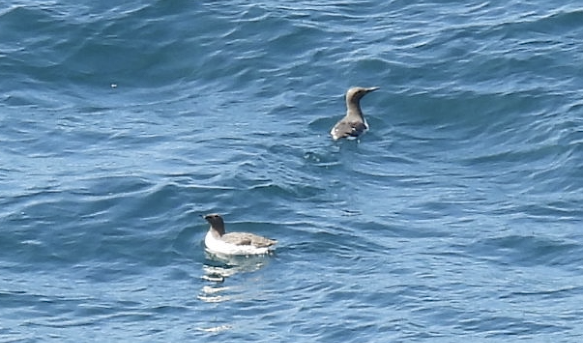 Common Murre - ML646973485