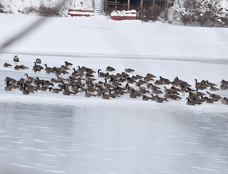 Canada Goose - ML646973486