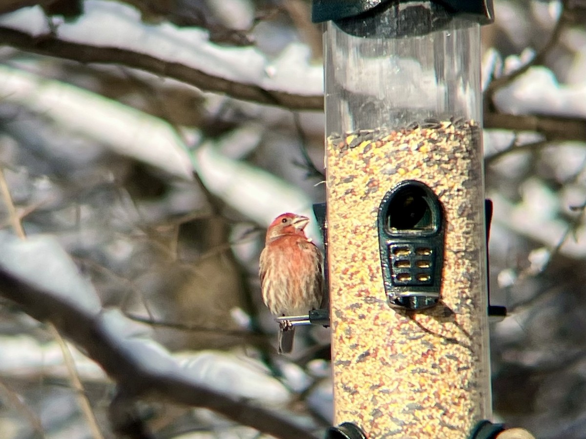 House Finch - ML646973487