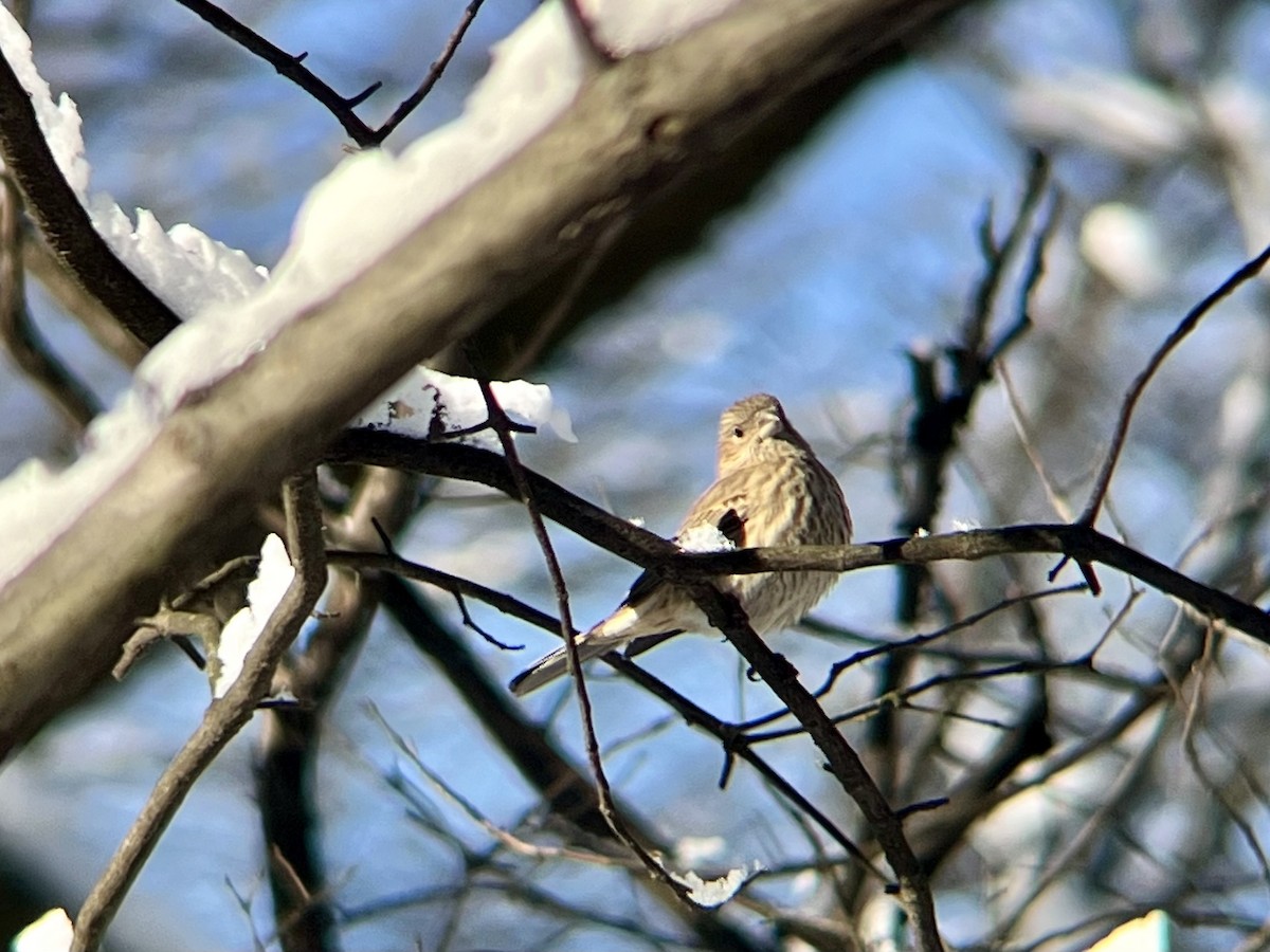 House Finch - ML646973488