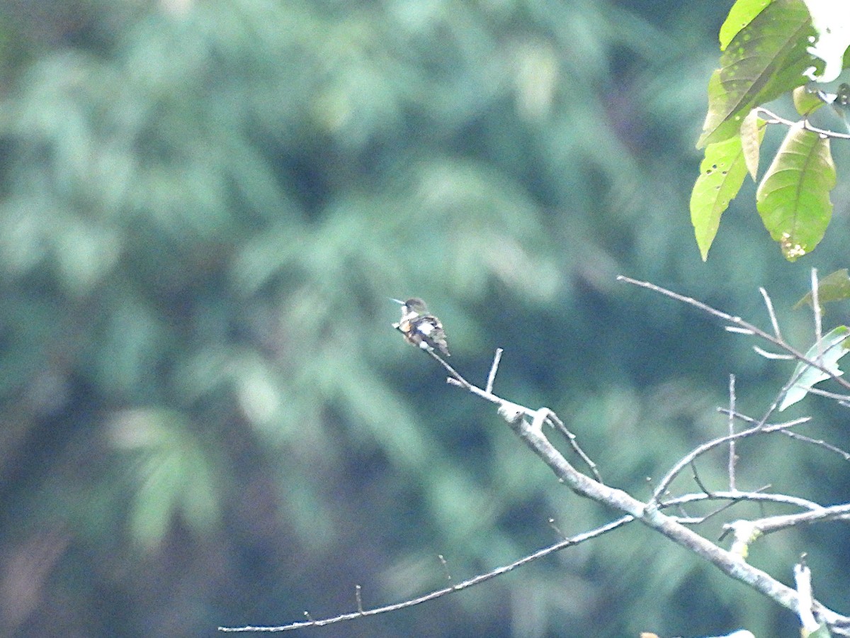 White-bellied Woodstar - ML646973489