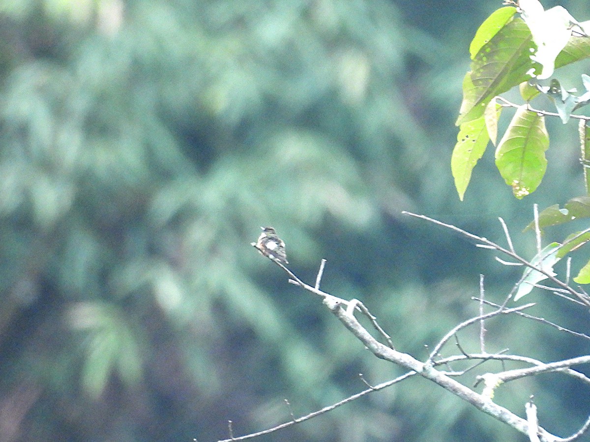 White-bellied Woodstar - ML646973490