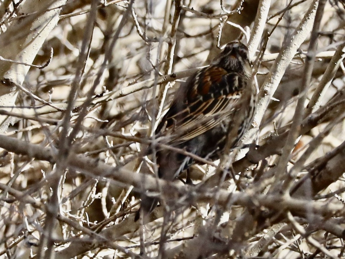 Red-winged Blackbird - ML646973492