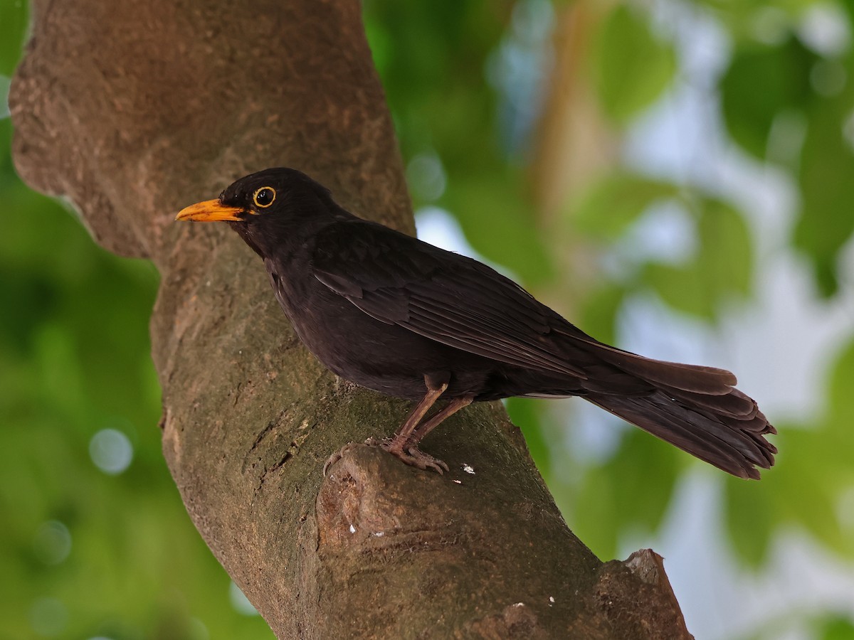 Black-crowned Night Heron - ML646973493