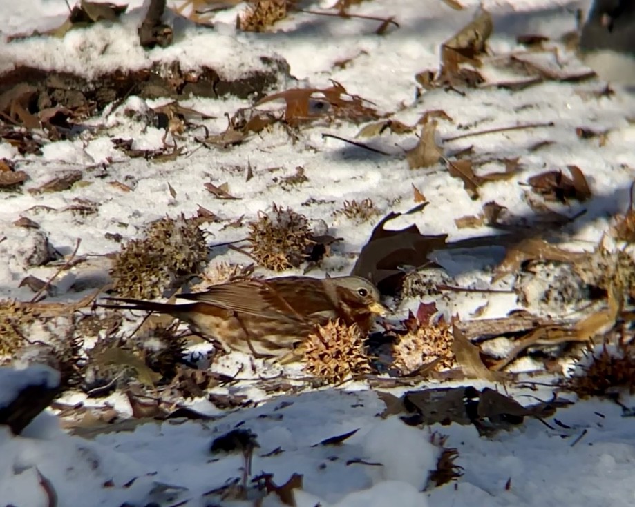 Fox Sparrow - ML646973495