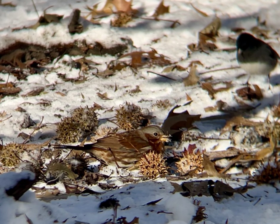 Fox Sparrow - ML646973496