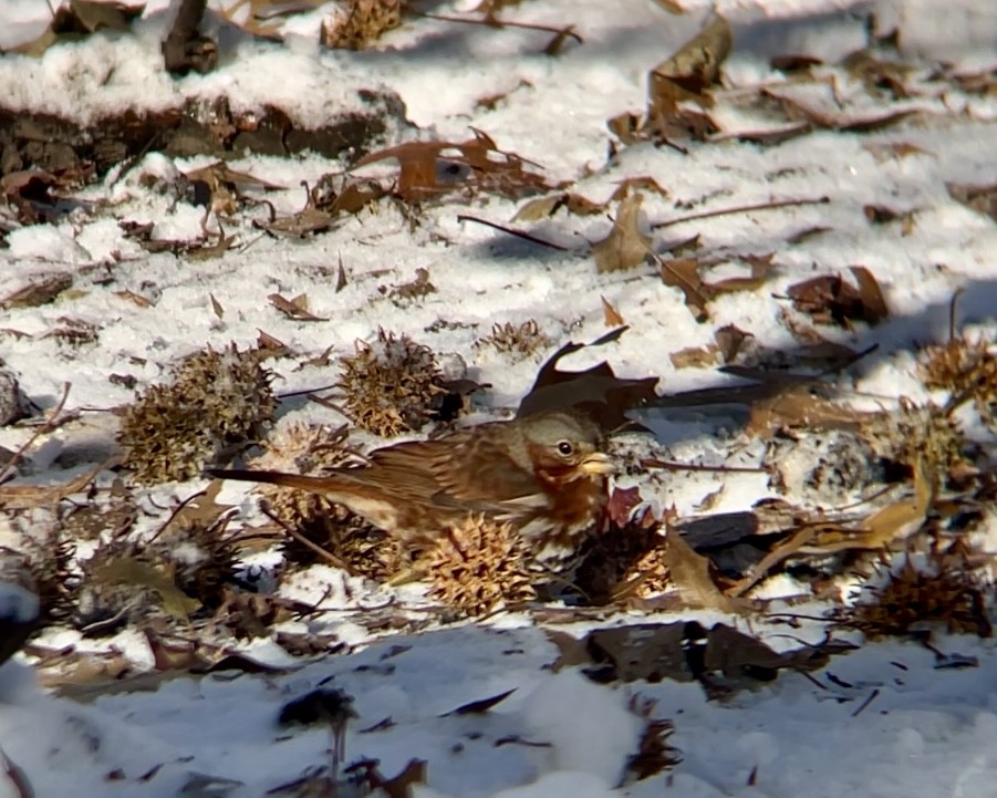 Fox Sparrow - ML646973497