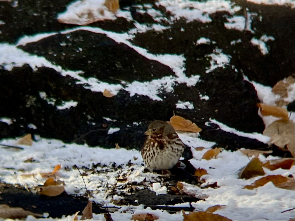 Fox Sparrow - ML646973498
