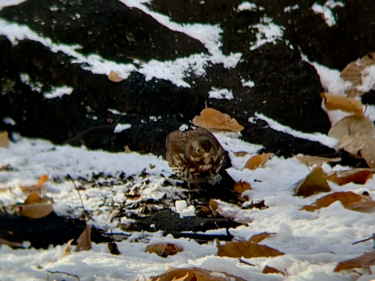 Fox Sparrow - ML646973499