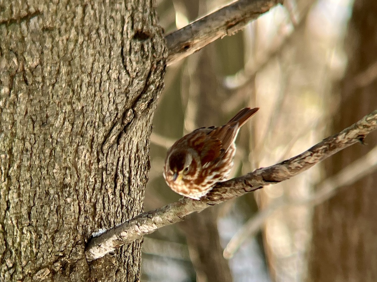 Fox Sparrow - ML646973500