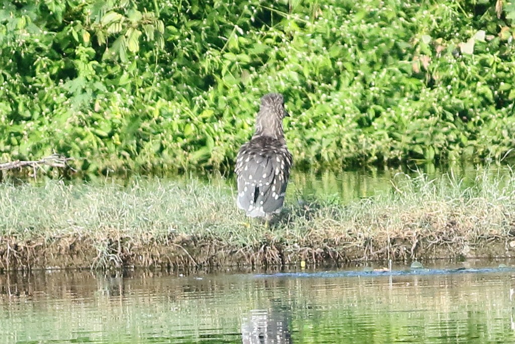 Nachtreiher - ML646973509