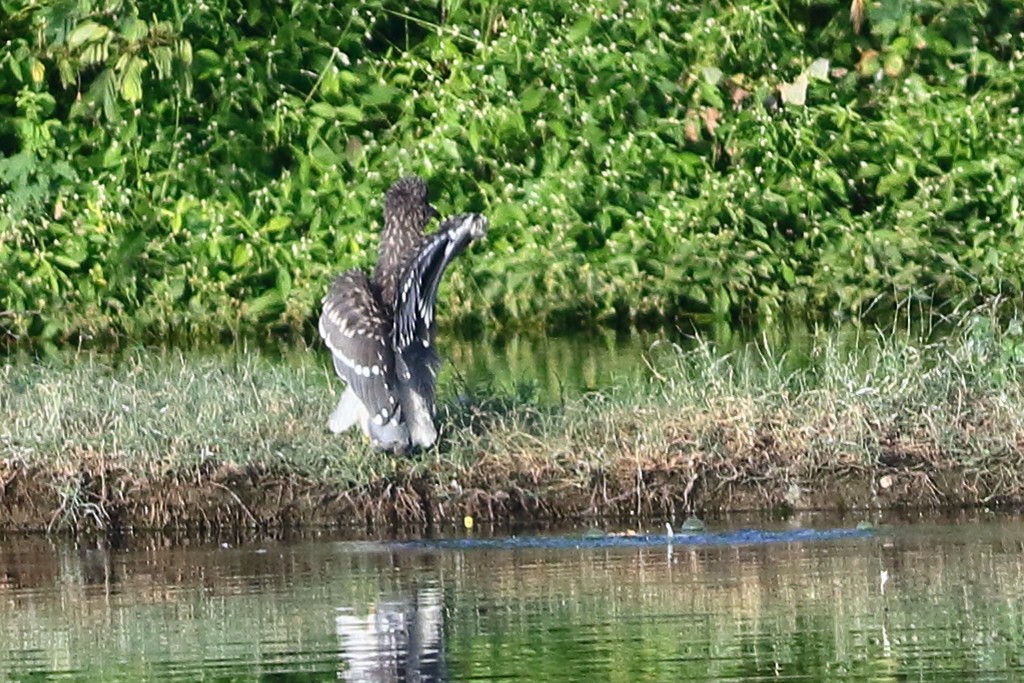 Nachtreiher - ML646973510