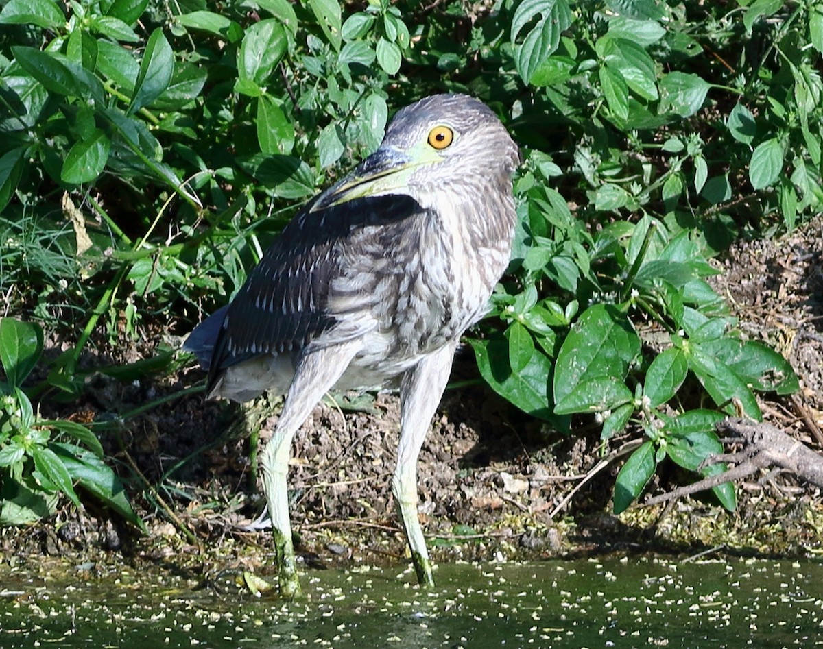 Nachtreiher - ML646973511