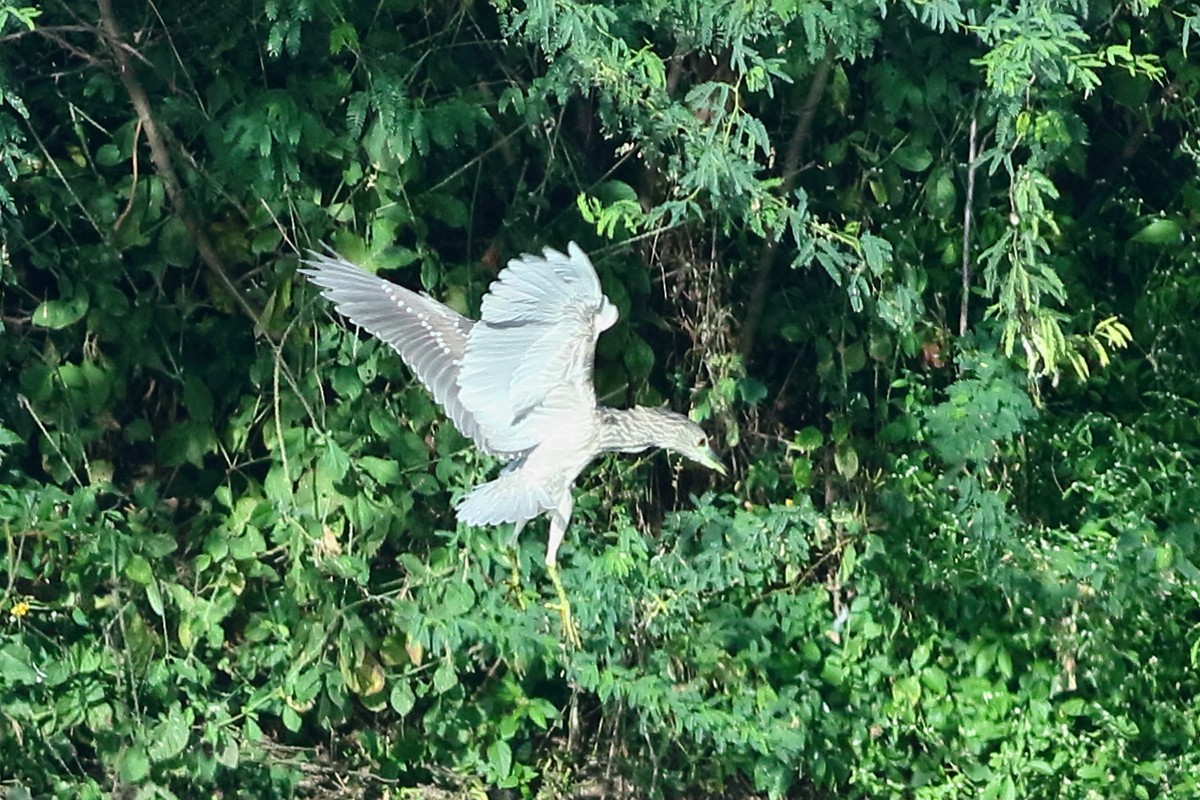 Nachtreiher - ML646973512