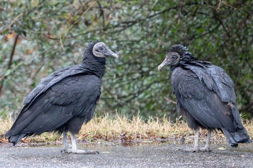 kondor havranovitý - ML646973516