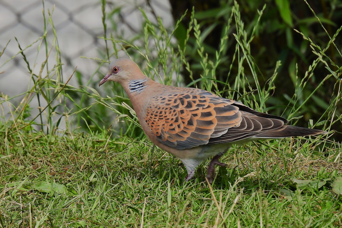 キジバト - ML646973524