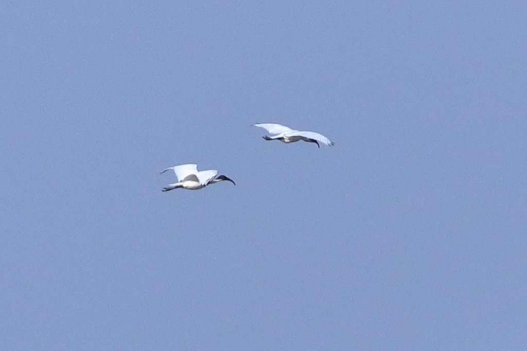 Schwarzkopfibis - ML646973527