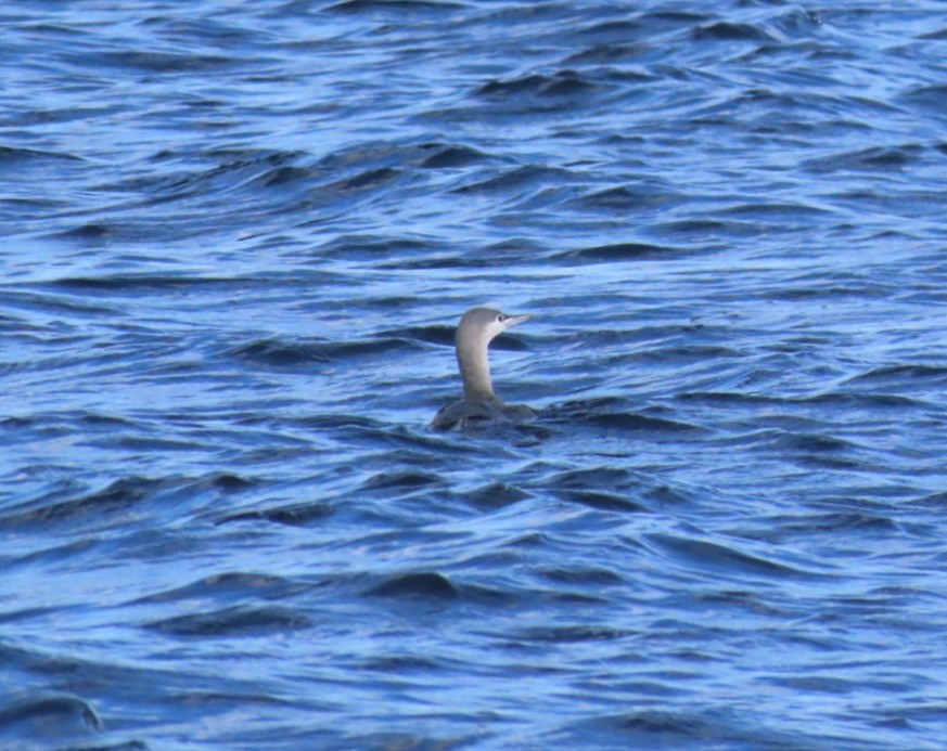 Red-throated Loon - ML646973528