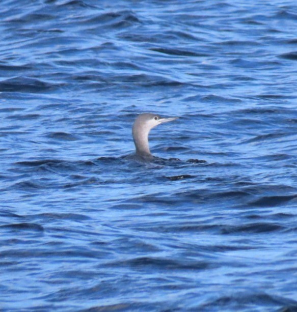 Red-throated Loon - ML646973530