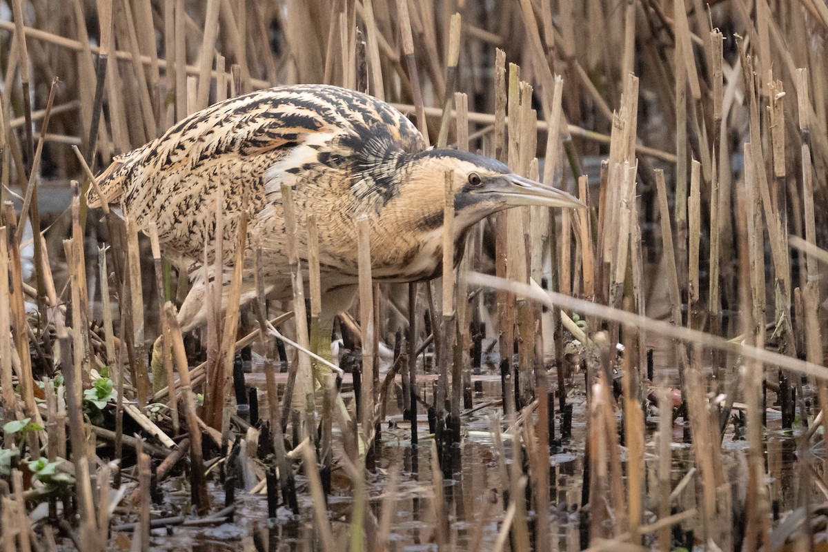 大麻鷺 - ML646973532