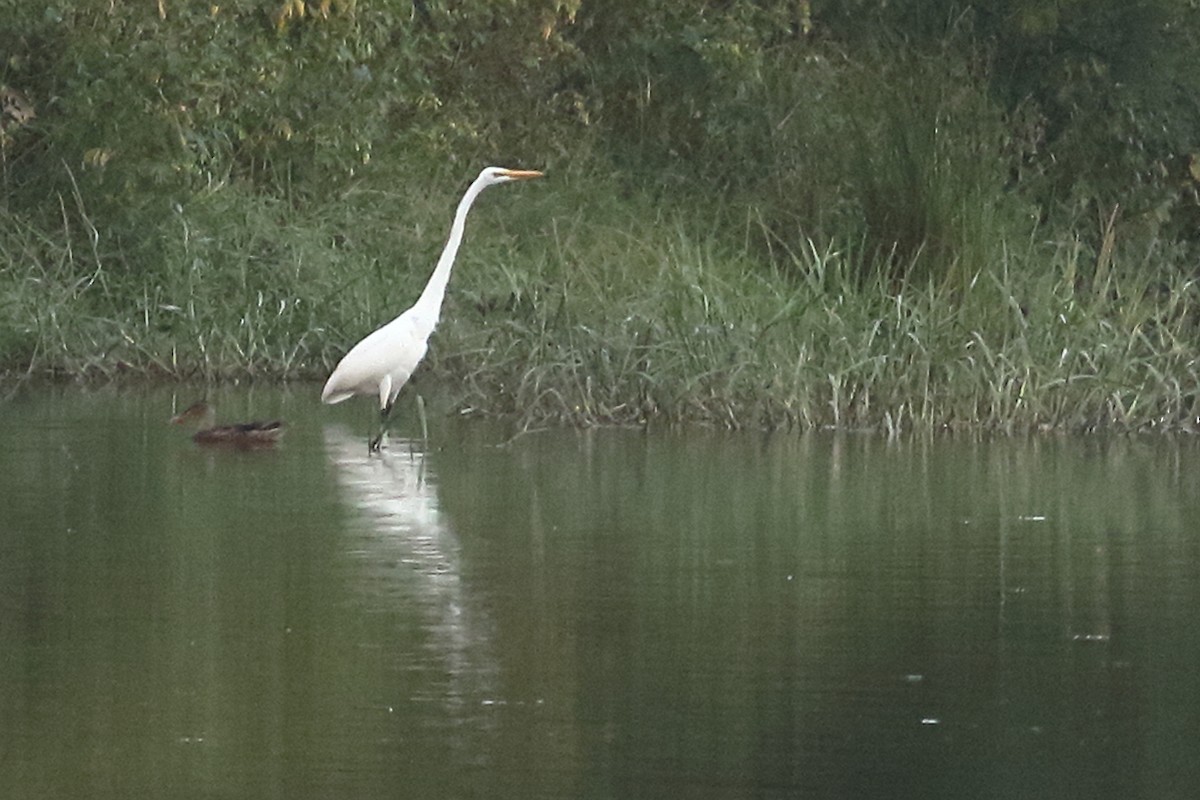 大白鷺 - ML646973535