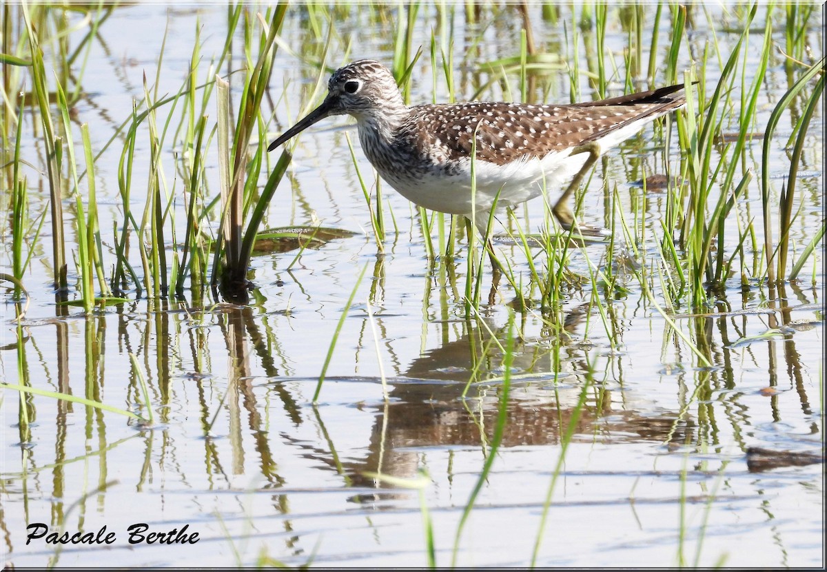 Solitary Sandpiper - ML646973536