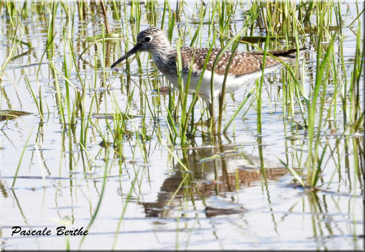Solitary Sandpiper - ML646973537