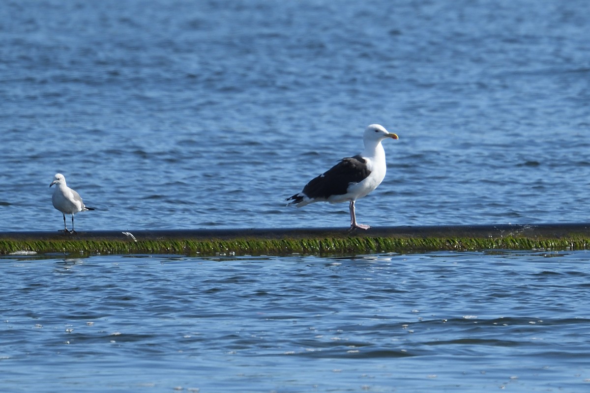 Great Black-backed Gull - ML646973541