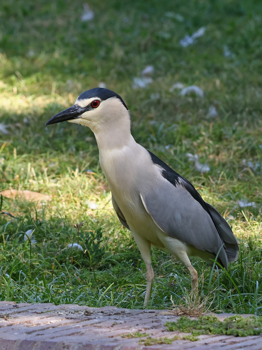 夜鷺 - ML646973543