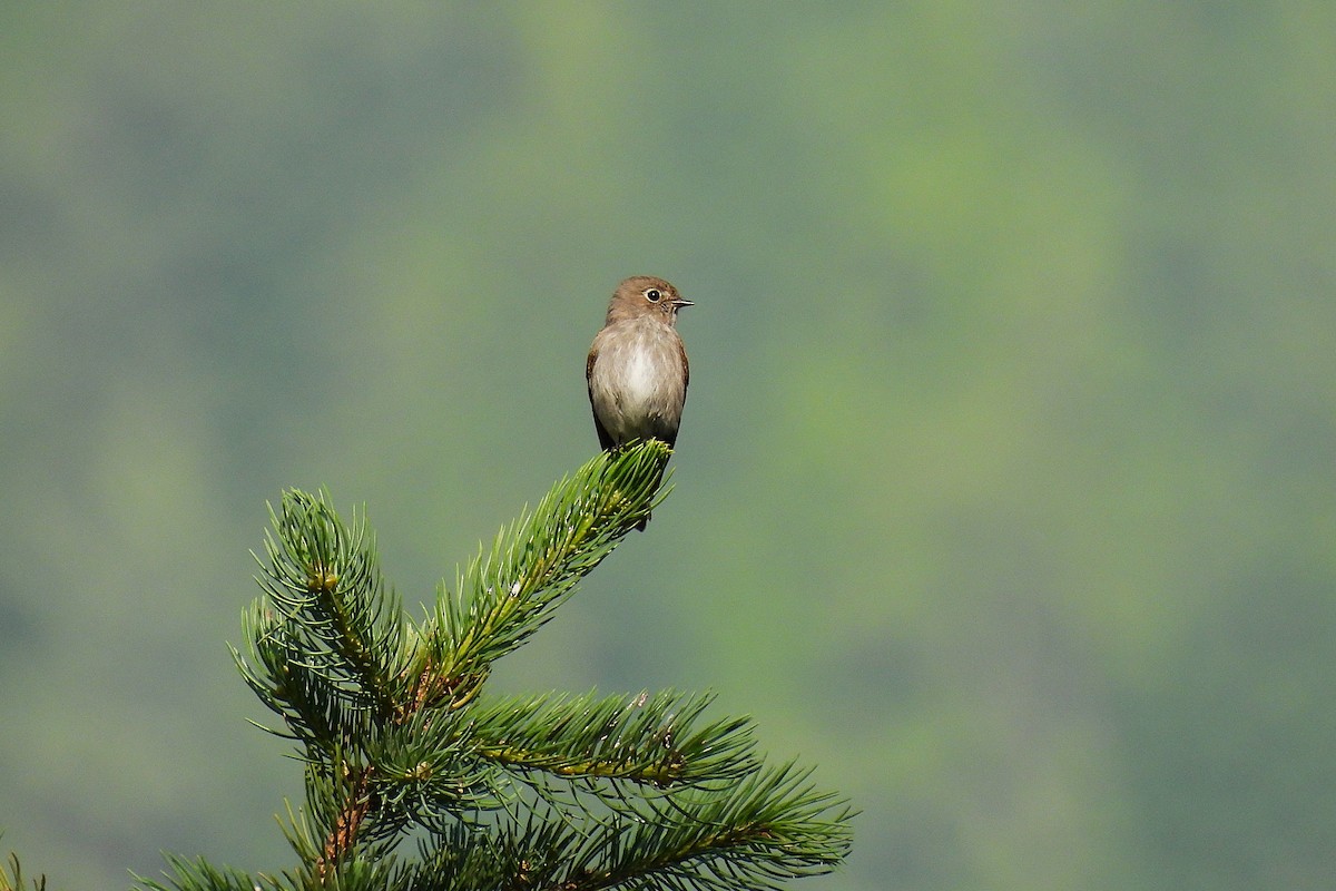 烏鶲 - ML646973545