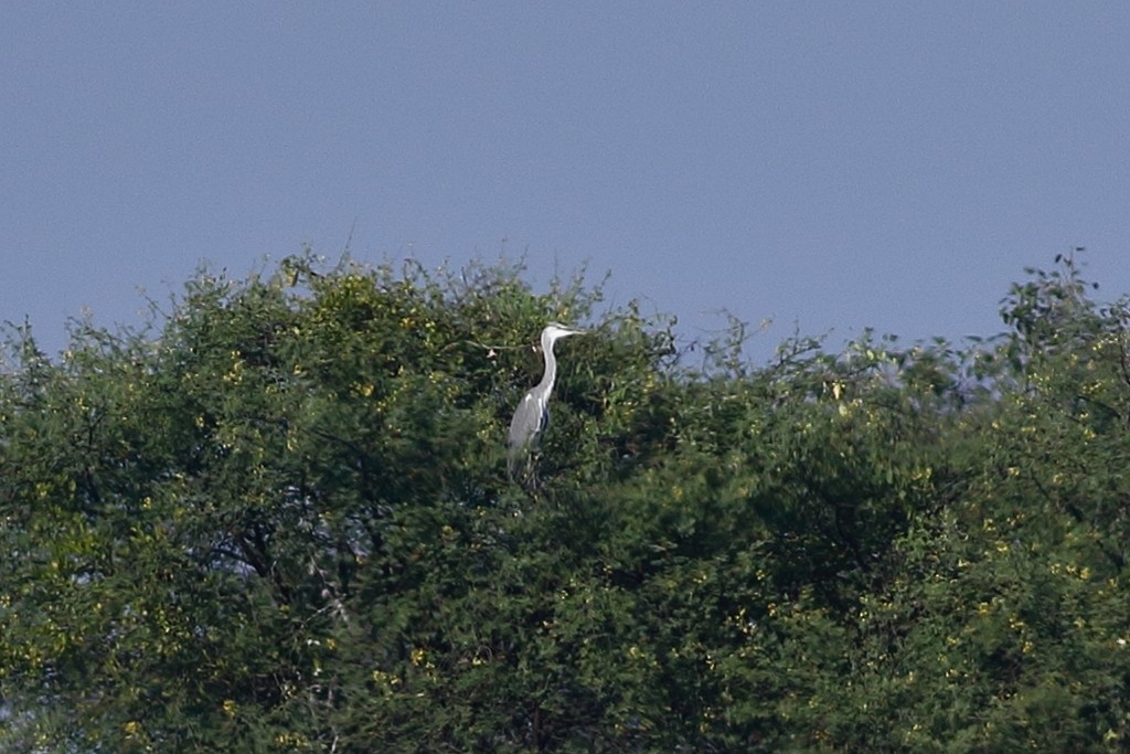 蒼鷺 - ML646973546