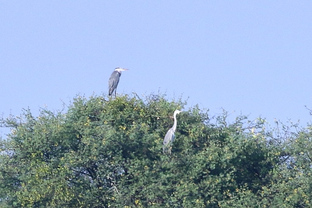 蒼鷺 - ML646973547