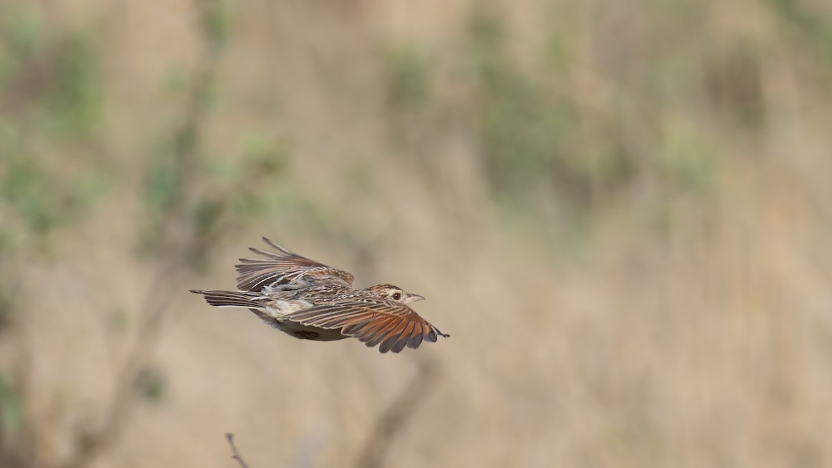 Rufous-naped Lark - ML646973549
