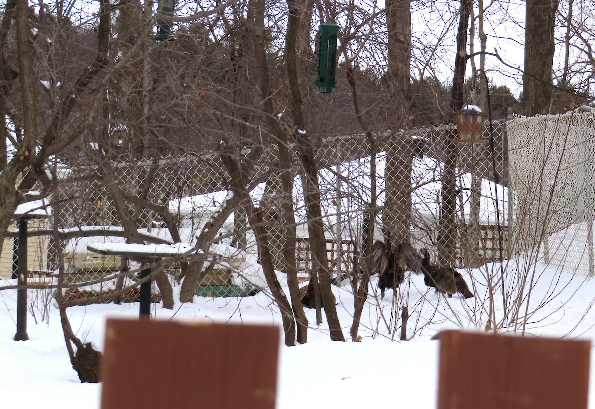 火雞 - ML646973550