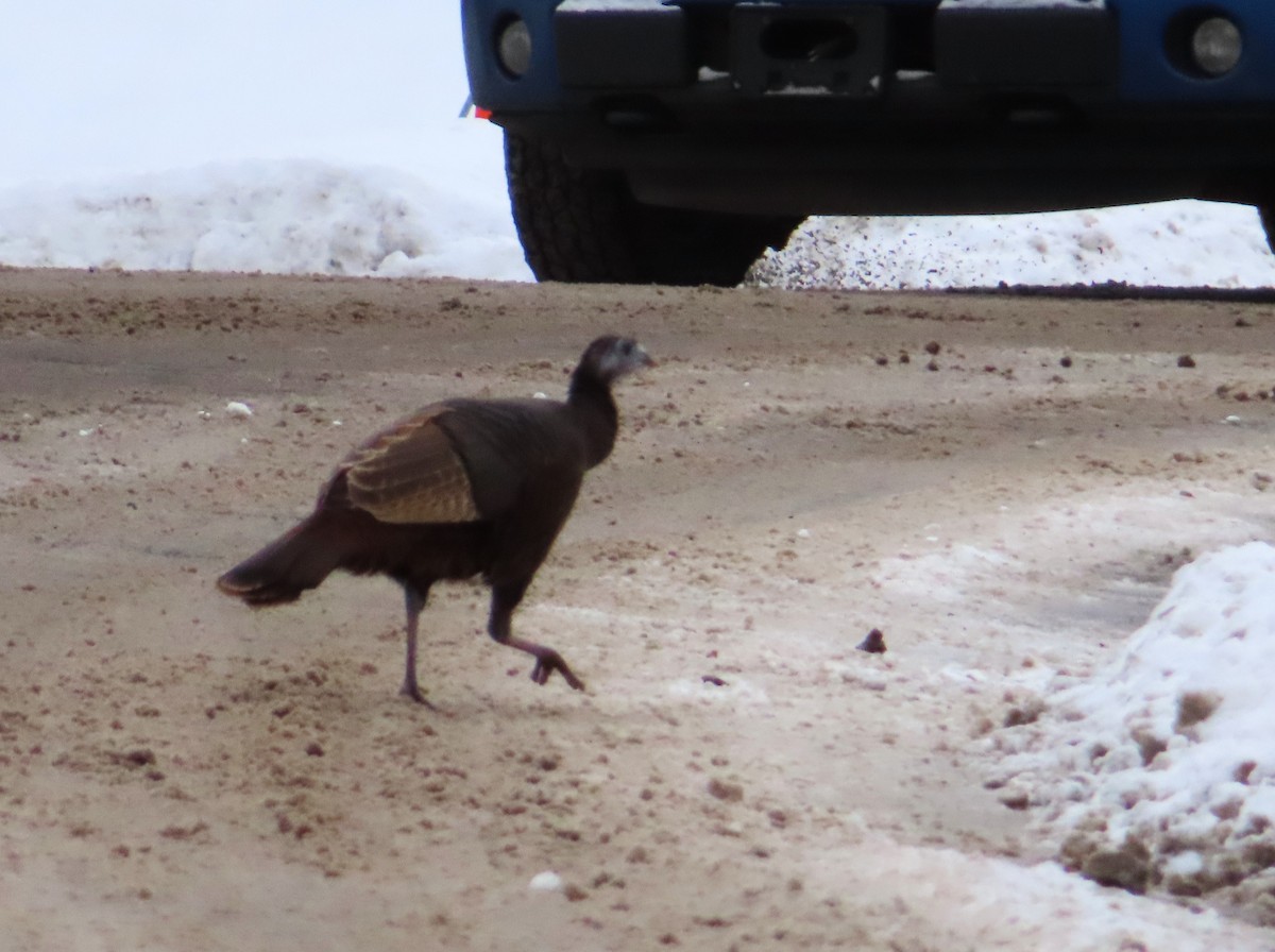 火雞 - ML646973552