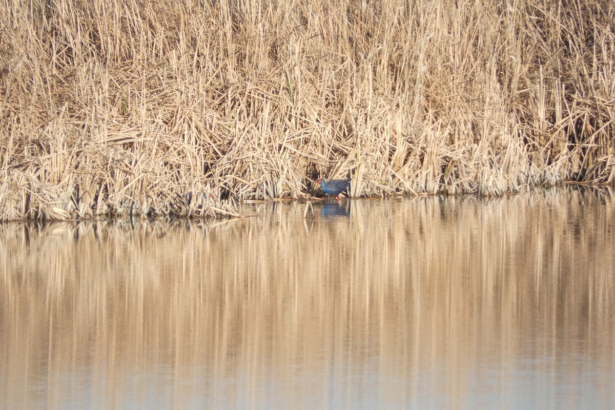 Western Swamphen - ML646973553