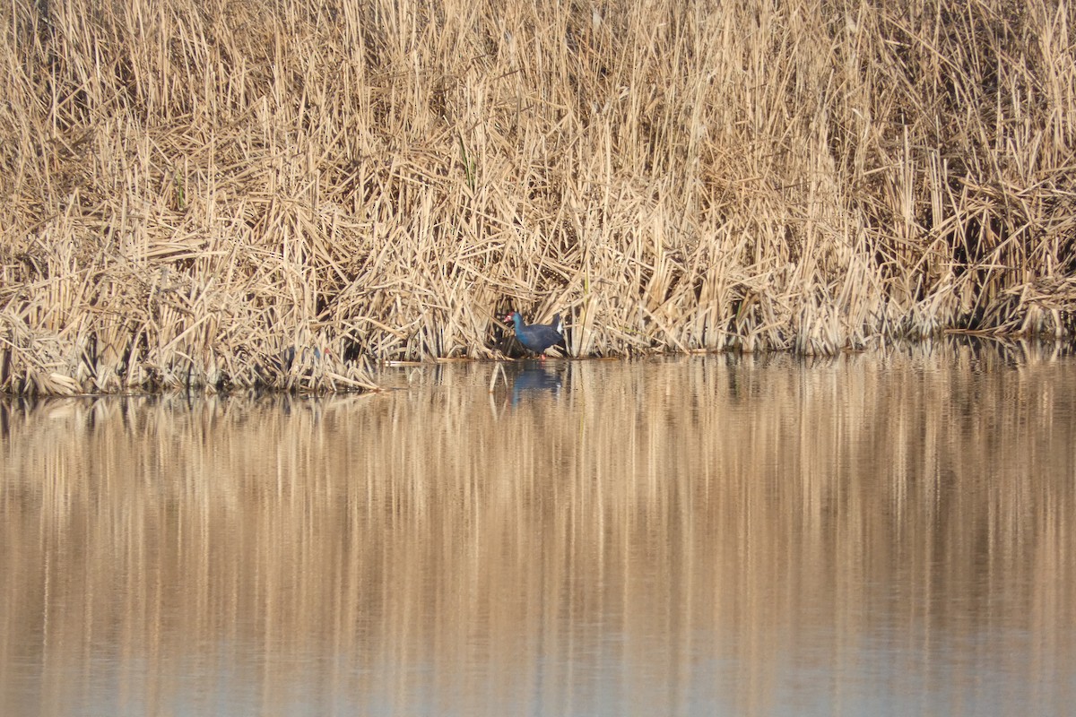 Western Swamphen - ML646973554