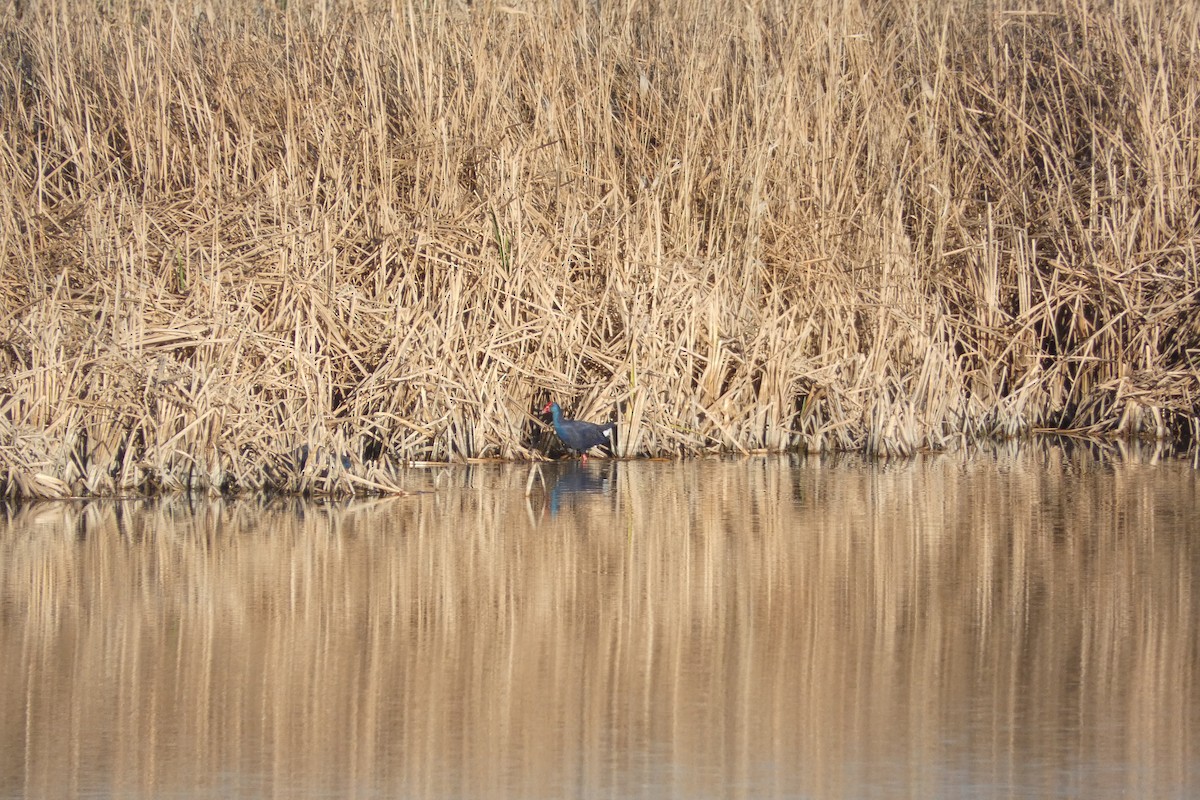 Western Swamphen - ML646973555