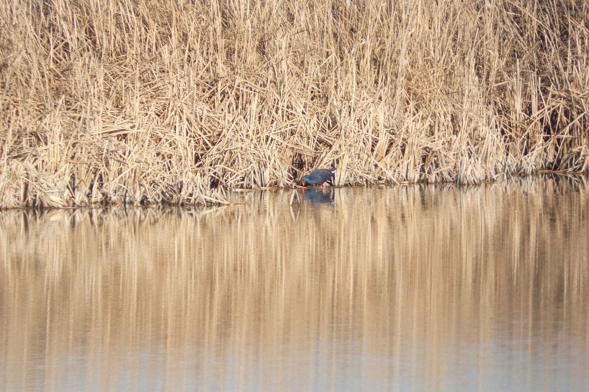 Western Swamphen - ML646973556