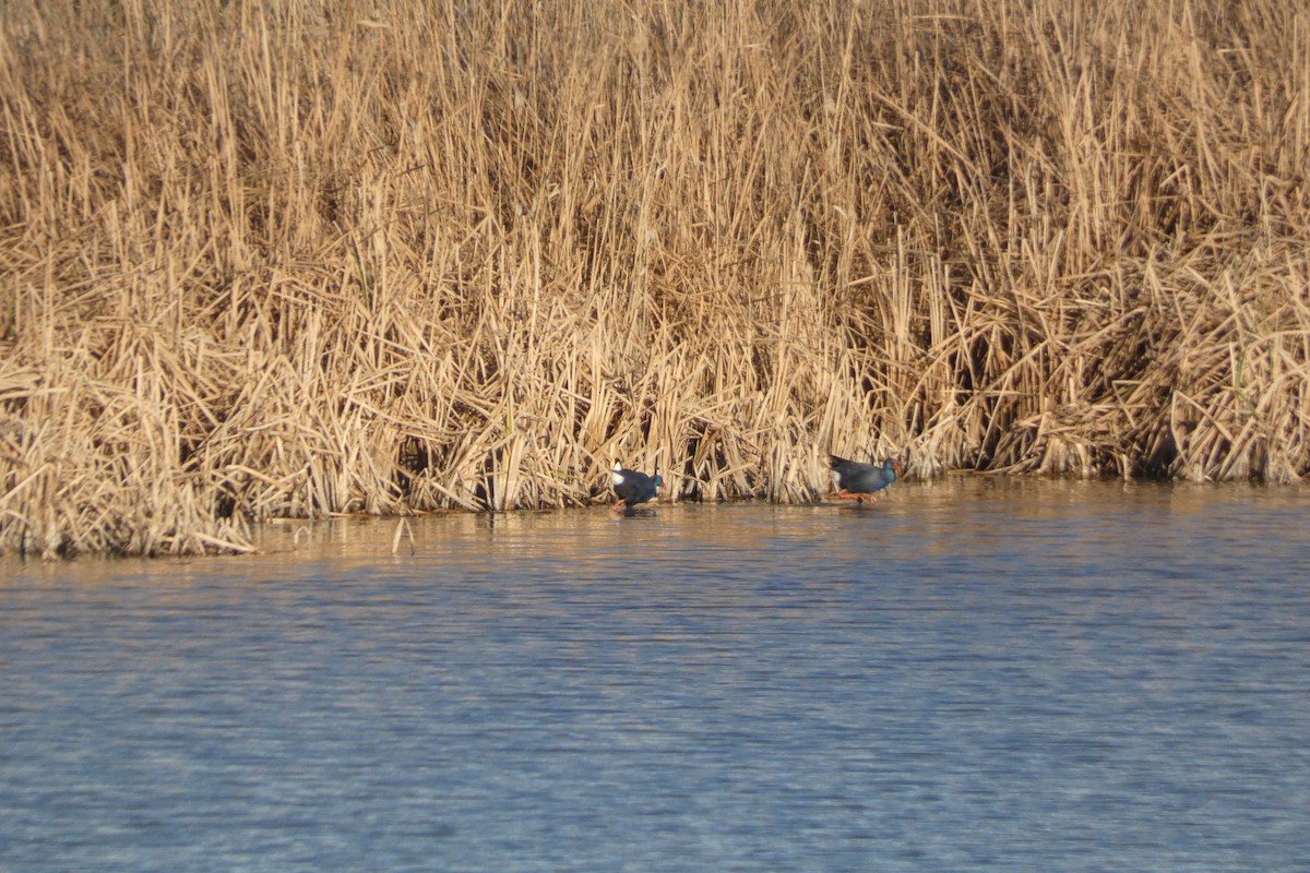 Western Swamphen - ML646973557