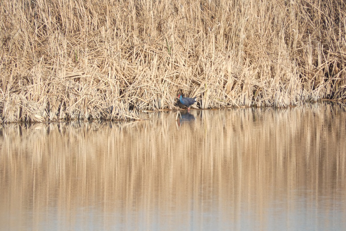 Western Swamphen - ML646973558