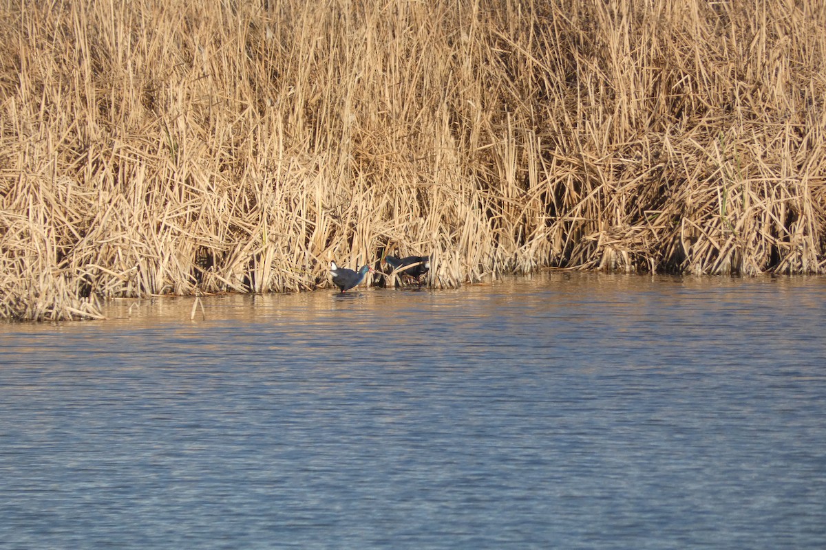 Western Swamphen - ML646973559