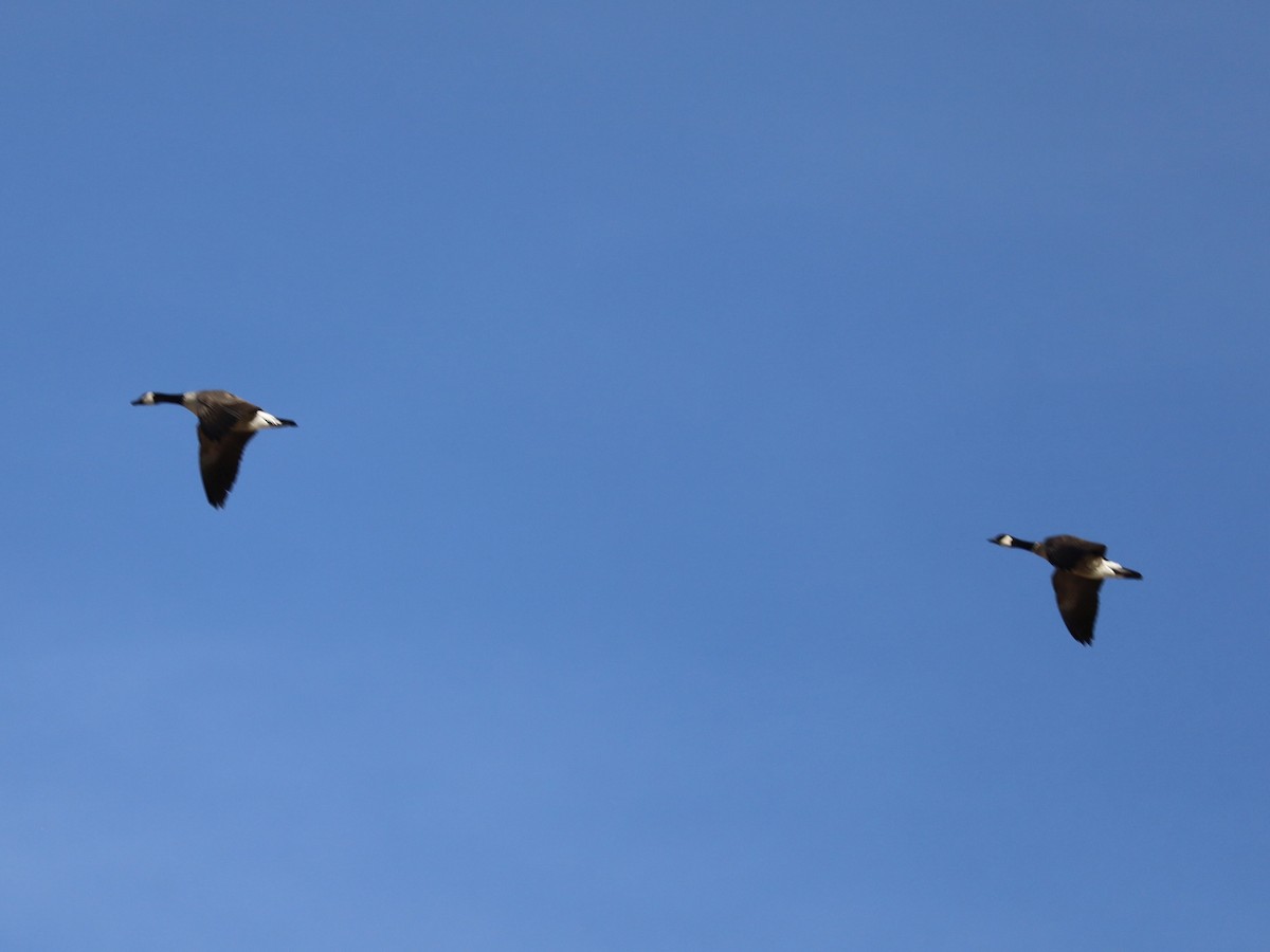 小加拿大雁 - ML646973560