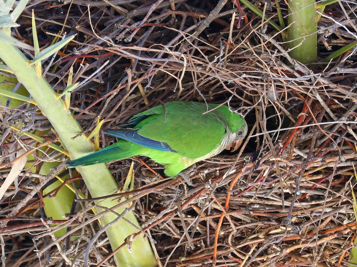 和尚鸚鵡 - ML646973561