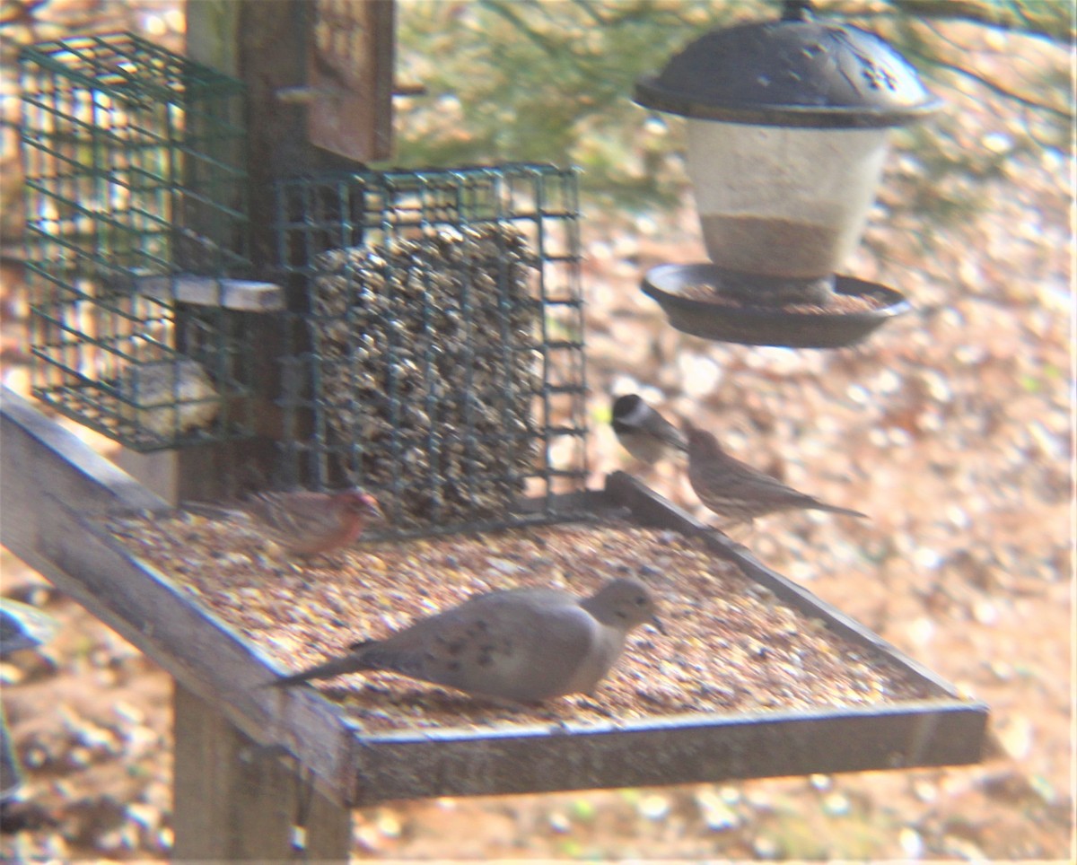 Carolina Chickadee - ML646973563