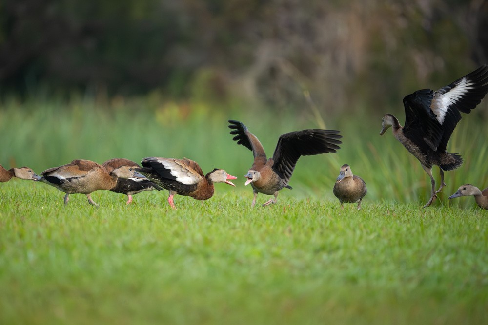 Black-bellied Whistling-Duck - ML646973564
