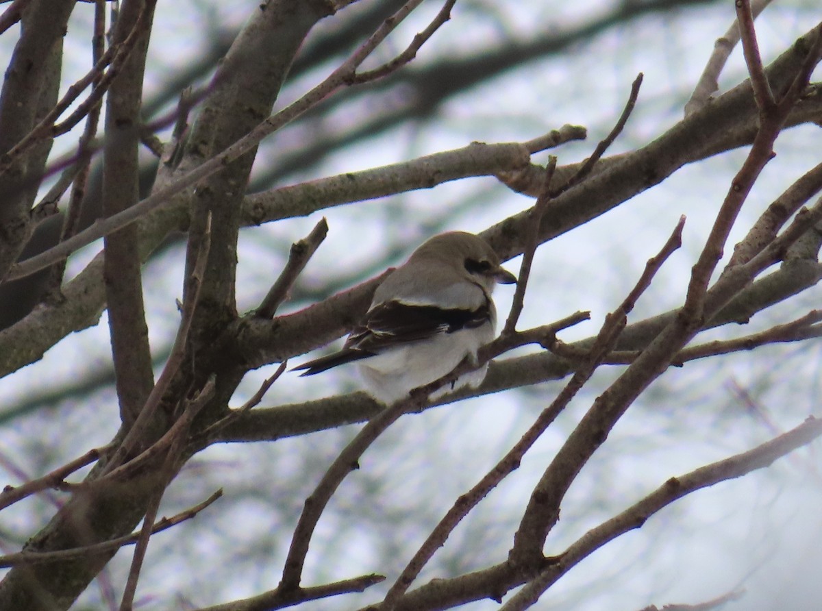 Northern Shrike - ML646973576